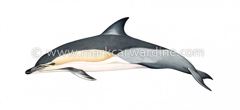 Common dolphin (Delphinus delphis)