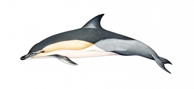 Image of Common dolphin (Delphinus delphis) - Adult ‘Delphis’ occurring in Atlantic (including Mediterranean) and Pacific