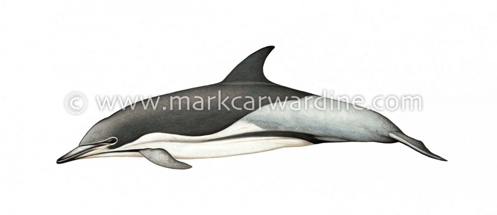 Common dolphin (Delphinus delphis)