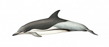 Image of Common dolphin (Delphinus delphis) - Adult ‘Delphis’ (rare dark morph)