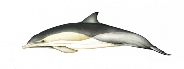 Image of Common dolphin (Delphinus delphis) - Calf ‘Delphis’
