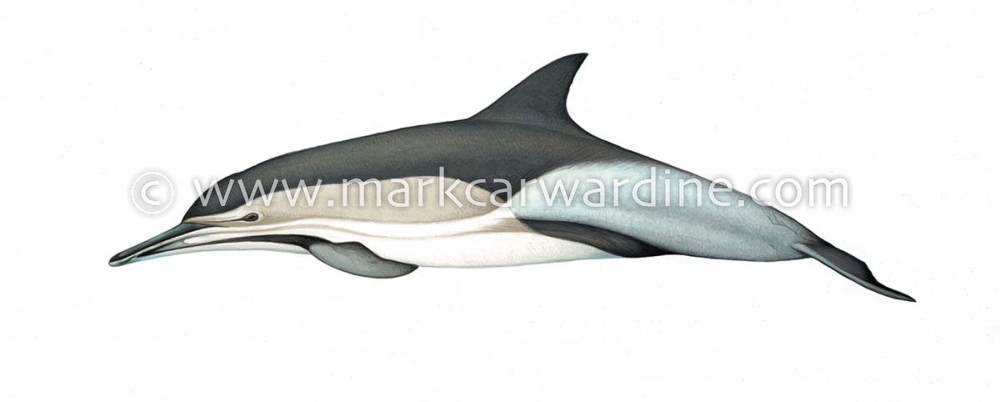 Common dolphin (Delphinus delphis)