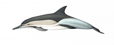 Image of Common dolphin (Delphinus delphis) - Adult ‘Tropicalis’ occurring in Indian Ocean (including Red Sea, Persian Gulf, Gulf of Thailand) and far western Pacific Ocean