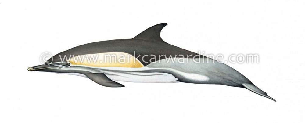 Common dolphin (Delphinus delphis)