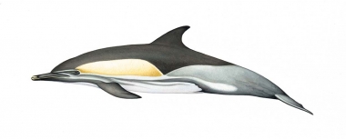 Image of Common dolphin (Delphinus delphis) - Adult ‘Bairdii’ occurring eastern North Pacific