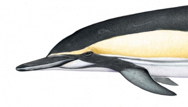 Image of Common dolphin (Delphinus delphis) - Adult ‘Bairdii’ head variation