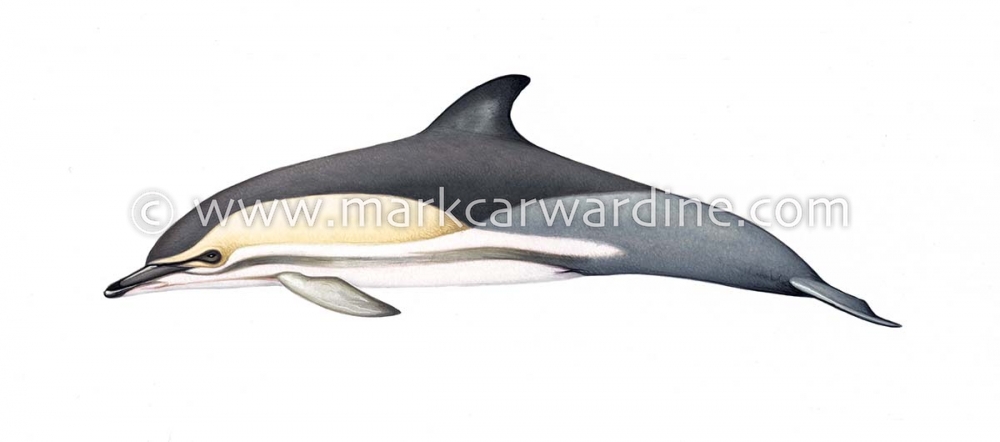 Common dolphin (Delphinus delphis)