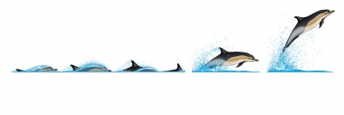 Image of Common dolphin (Delphinus delphis) - Dive sequence