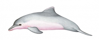 Image of Tucuxi (Sotalia fluviatilis) - Calf