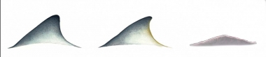 Image of Tucuxi (Sotalia fluviatilis) - Dorsal fin comparison - from left to right: tucuxi, Guiana dolphin, Amazon river dolphin