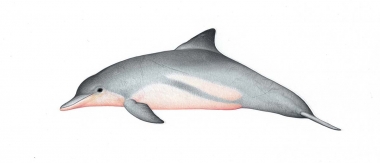 Image of Guiana dolphin (Sotalia guianensis) - Adult variation