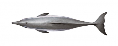 Image of Guiana dolphin (Sotalia guianensis) - Adult topside