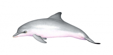 Image of Guiana dolphin (Sotalia guianensis) - Calf