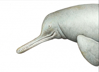 Image of South Asian river dolphin (Platanista gangetica) - Adult showing flexible neck with creases