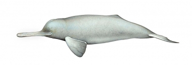 Image of South Asian river dolphin (Platanista gangetica) - Adult male