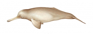 Image of South Asian river dolphin (Platanista gangetica) - Adult female