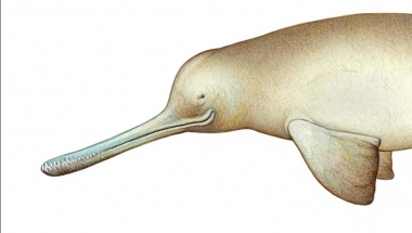 Image of South Asian river dolphin (Platanista gangetica) - Adult female