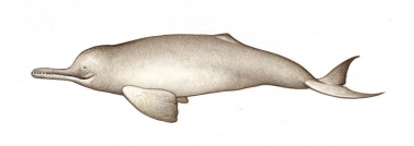 Image of South Asian river dolphin (Platanista gangetica) - Calf