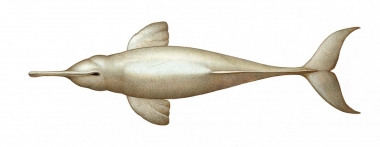 Image of South Asian river dolphin (Platanista gangetica) - Adult topside