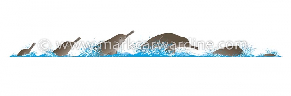 South Asian river dolphin (Platanista gangetica)