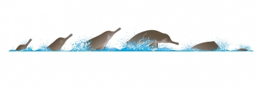 Image of South Asian river dolphin (Platanista gangetica) - Dive sequence