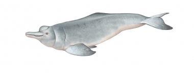 Image of Amazon river dolphin (Inia geoffrensis) - Claf