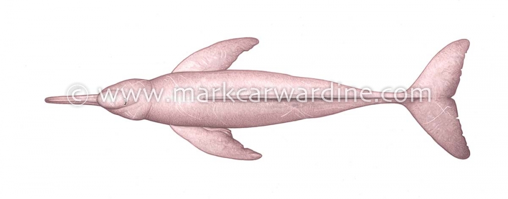 Amazon river dolphin (Inia geoffrensis)