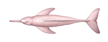 Image of Amazon river dolphin (Inia geoffrensis) - Adult topside