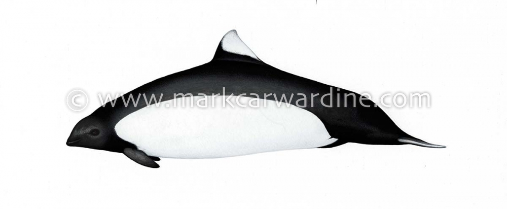 Dall’s porpoise (Phocoenoides dalli)