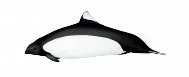 Image of Dall’s porpoise (Phocoenoides dalli) - Adult male ‘Truei’-type