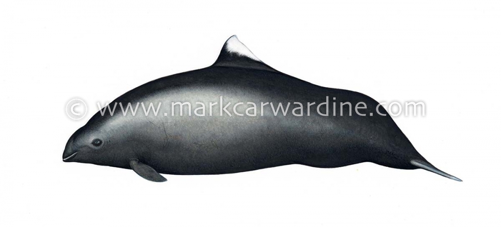 Dall’s porpoise (Phocoenoides dalli)