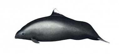 Image of Dall’s porpoise (Phocoenoides dalli) - Dall’s porpoise/harbour porpoise hybrid variation