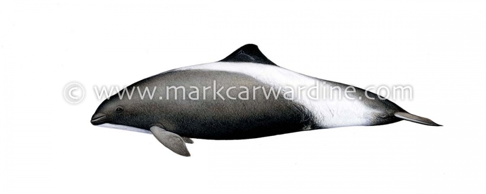 Dall’s porpoise (Phocoenoides dalli)