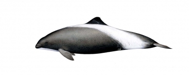Image of Dall’s porpoise (Phocoenoides dalli) - Dall’s porpoise/harbour porpoise hybrid variation