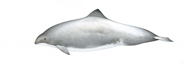 Image of Dall’s porpoise (Phocoenoides dalli) - Dall’s porpoise/harbour porpoise hybrid variation