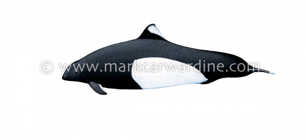 Dall’s porpoise (Phocoenoides dalli)