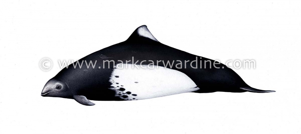 Dall’s porpoise (Phocoenoides dalli)