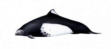 Image of Dall’s porpoise (Phocoenoides dalli) - Adult male ‘Dalli’-type variation