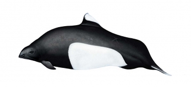 Image of Dall’s porpoise (Phocoenoides dalli) - Old adult male ‘Dalli’-type