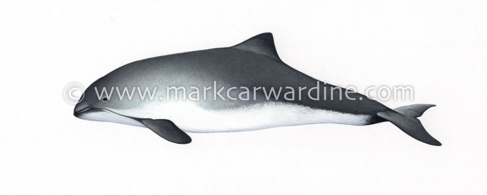 Harbour or harbor porpoise (Phocoena phocoena)