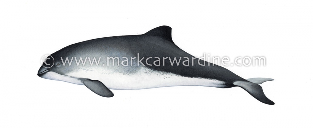 Harbour or harbor porpoise (Phocoena phocoena)