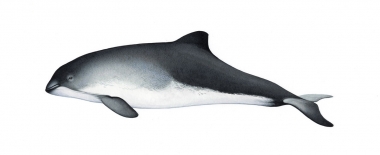 Image of Harbour or harbor porpoise (Phocoena phocoena) - Adult variation