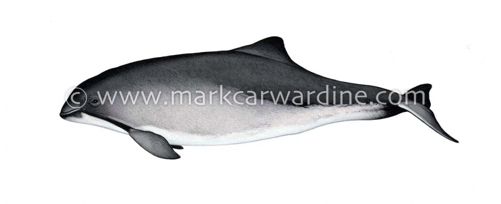 Harbour or harbor porpoise (Phocoena phocoena)