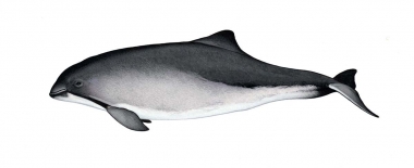 Image of Harbour or harbor porpoise (Phocoena phocoena) - Adult variation