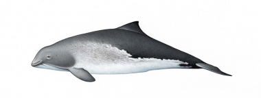 Image of Harbour or harbor porpoise (Phocoena phocoena) - Adult variation