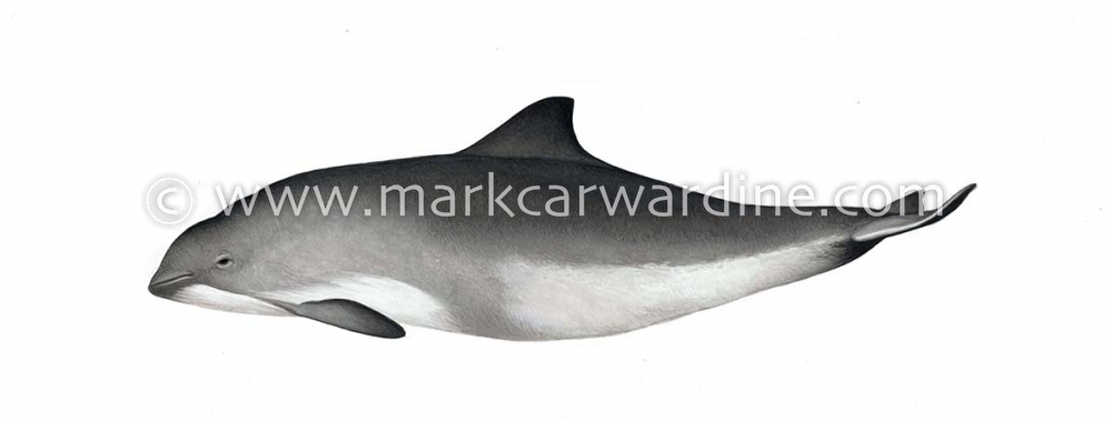 Harbour or harbor porpoise (Phocoena phocoena)