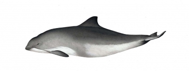 Image of Harbour or harbor porpoise (Phocoena phocoena) - Adult variation