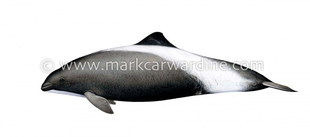 Harbour or harbor porpoise (Phocoena phocoena)