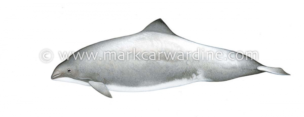 Harbour or harbor porpoise (Phocoena phocoena)