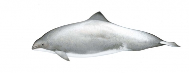 Image of Harbour or harbor porpoise (Phocoena phocoena) - Adult harbour porpoise/Dall’s porpoise hybrid